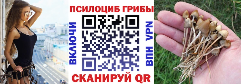 Псилоцибиновые грибы Psilocybine cubensis  Купить  Дудинка 
